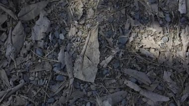 Yerdeki Kayalar ve Yapraklar, doğa için video görüntüleri ve mevsimsel sahneler.