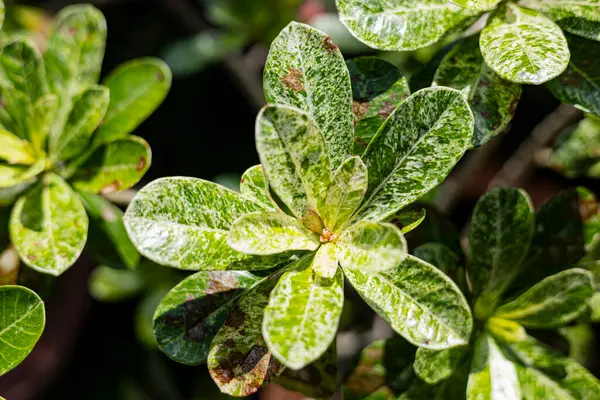 Açık yeşil desenli tropik yapraklar. Doğanın yeşillik deseni.