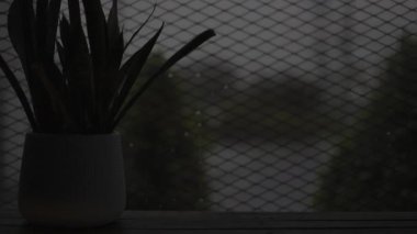 Dracaena Trifasciata ya da yılan bitkisi yağmurlu bir günde karanlık ışıkla ayrılıyor.