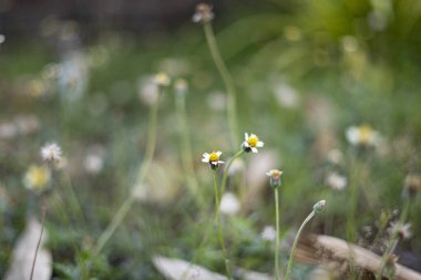 Fallen Leaves Fall on the Lawn, Doğa için video görüntüleri ve mevsimlik sahneler.