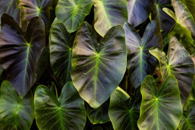 Homalomena Rubescens Arka Bahçede, Reklam ve duvar kağıdı için arka plan doğa ve yaz sahnesi.