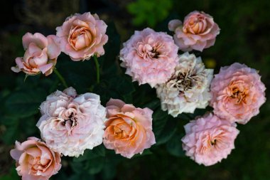 Vahşi Gül Bahçede, Reklam ve duvar kağıtları için arka plan Doğada ve mevsimsel sahneler.