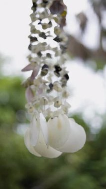 Deniz kabuğu Mobil Sallanışı, rüzgarda sallanan deniz kabuğu hareketinin sinematik görüntüleri, yaşam tarzı videoları, ev dekoru içeriği ve rahatlatıcı filmler için mükemmel..