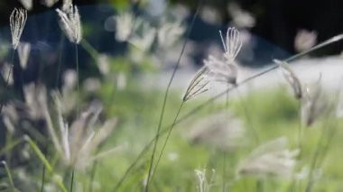 Blooming Crowfoot Grass In The Morning Sun, sinemanın doğal güzelliğini sabah ışığı, yaşam tarzı videoları, eko kampanyaları ve doğa projeleri ile vurguluyor.