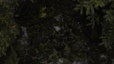 Sakin Su Bahçe Havuzu 'nda akıyor sakin gölet manzarasının rahatlatıcı sinematik görüntüleri meditasyon videoları, yaşam tarzı içeriği ve doğa belgeselleri için mükemmel..