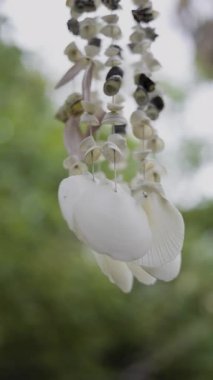 Deniz kabuğu Mobil Esintide Sallanıyor, narin bir deniz kabuğu gezgini okyanus esintisinde hafifçe sallanıyor, rahatlatıcı bir çan yaratıyor, sakin bir sahil filmi sahnesi için mükemmel..