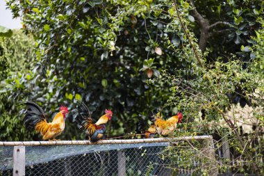 Horoz Günbatımında Tahta Kütük Sabah, canlı fotoğrafçılık sıcak güneş ışığını, kırsal dokuları ve barışçıl kırsal cazibeyi yakalıyor, reklam ve editoryal kullanım için ideal.