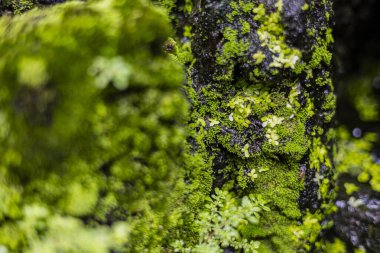 Yosun, Kayalar ve Su Yaşamı 'nın Kapanışı, su ve doğa arasındaki uyumu gösteren dokulu fotoğrafçılık, yaratıcı tasarım, çevre projeleri ve reklam medyası için ideal..