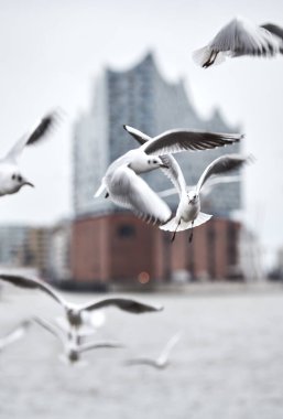 Seagulls flying in front of the Elbphilharmonie in Hamburg harbour clipart
