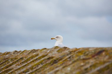 Mousehole, Cornwall, UK - Seagull ((Larus argentatus)) standing on harbour wall clipart