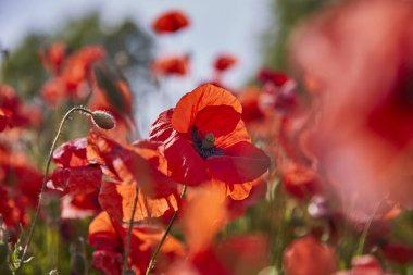Bir tarlada haşhaş çiçeğinin yakın çekimi. Seçici odaklanma. Bulanık arkaplan