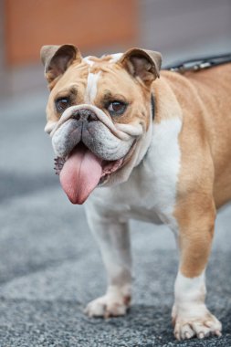Dost canlısı görünen İngiliz bulldog 'u dilinden sarkan bir dille. Kameraya doğru bakıyorum.