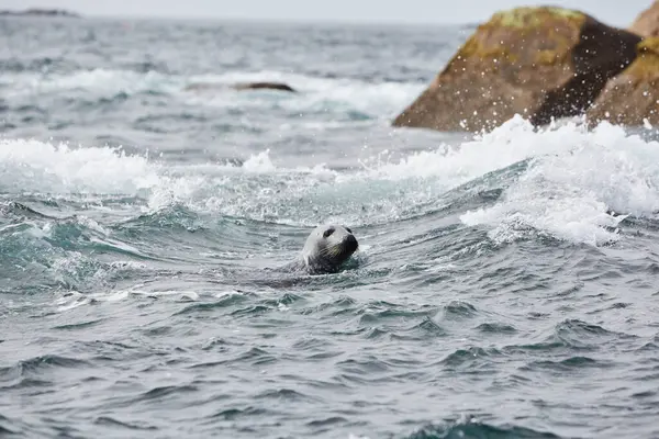 stock image Isles of Scilly, United Kingdom - grey seal in the sea looking towards camera. rocks in the background