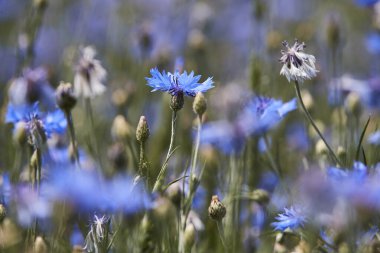 Brandenburg Almanya 'sında mavi mısır tarlasına yakın çekim