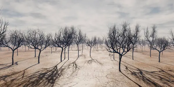 A symmetrical view down a path lined with leafless trees, their branches stark against the sky, casting elongated shadows upon the barren ground. The trees stand in a tranquil, dormant state, possibly