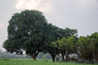 Hindistan köyündeki bir grup ağaç.