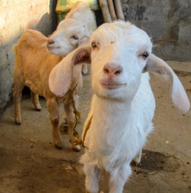 Küçük keçi bebek, bu Hintli keçi bebek Hint köyünde yakalandı.