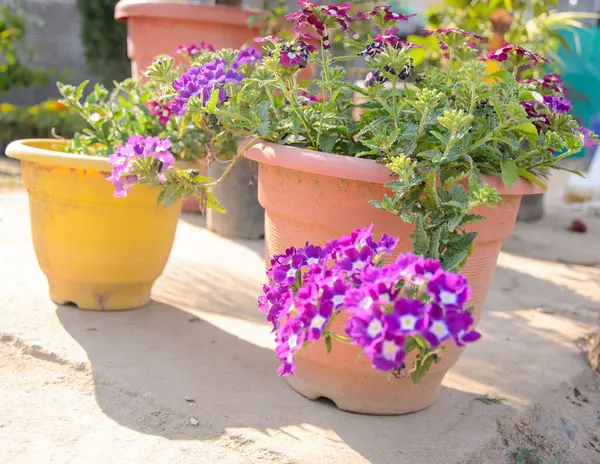 Beautiful Verbena Flower Growing Pot Outdoor Royalty Free Stock Images