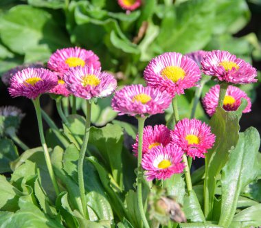 Karınlar perennis galaksi pembe çiçek bahçede