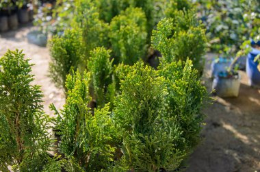 Platycladus orientalis, aynı zamanda Çin thuja, oryantal arborvitae, Çin arborvitae, biyoota veya doğulu thuja olarak da bilinir.