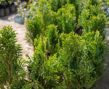 Platycladus orientalis, aynı zamanda Çin thuja, oryantal arborvitae, Çin arborvitae, biyoota veya doğulu thuja olarak da bilinir.