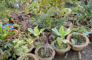 Bahçedeki saksıda yetişen bitkiler.