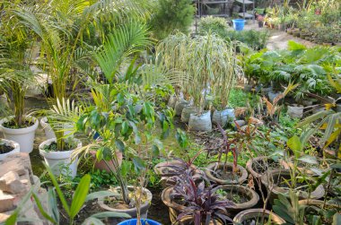 Bahçedeki saksıda yetişen bitkiler.