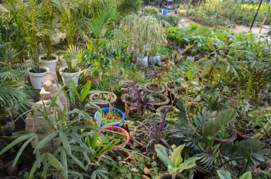 Bahçedeki saksıda yetişen bitkiler.