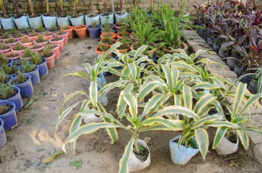 Bahçedeki saksıda yetişen bitkiler.