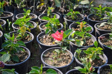 Bahçedeki saksıda yetişen bitkiler.