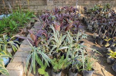 Saksıdaki fidanlıkta yetişen bitkiler.