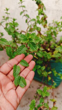 Nane ve yaprak, Ayurveda tıbbı için kullanılır. Hindistan 'da Pudina olarak da bilinir.