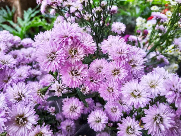 Mor Kasımpatı, nam-ı diğer anneler ya da çiçekçi dükkanındaki kasımpatılar. Aster ailesinde çiçek açan bir bitkidir. Bunga krisan.
