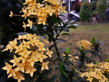 Sarı Ixora coccinea namı diğer orman sardunyası, orman alevi, orman alevi, bahçede çiçek açan pendkuli çiçekleri..