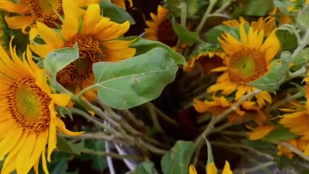 Pszczoła Wylądowała Wspólnym Słoneczniku Aka Helianthus Annuus Sprzedaż Kwiaciarni — Wideo stockowe