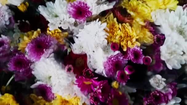 Färgglada Krysantemum Blommor Till Salu Blomsteraffär — Stockvideo