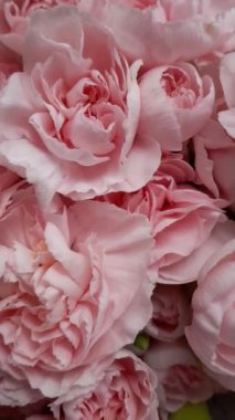 Düğün arkaplanı için güzel çiçek açan pembe Peony buketi. Paeonia cinsinde çiçek açan bitki. Sevgililer Günü Konsepti. 