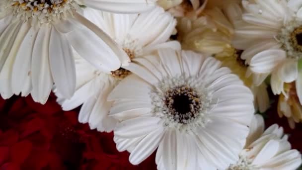 Schöne Weiße Gerbera Jamesonii Blüten Auch Bekannt Als Barberton Daisy — Stockvideo