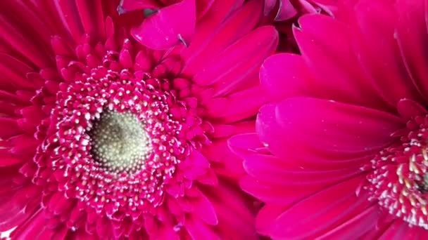 Schöne Rote Gerbera Jamesonii Blüten Auch Bekannt Als Barberton Daisy — Stockvideo