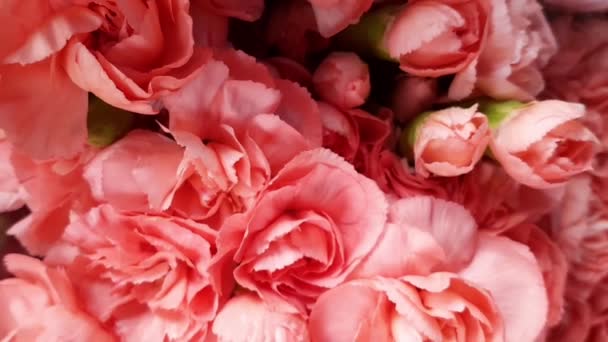 Beautiful Orange Carnation Flowers Also Known Dianthus Caryophyllus Clove Pink — Stock Video