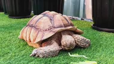 Fildişi Afrika kaplumbağası (Centrochelys sulcata) namı diğer yeşil yapay çimlerin üzerindeki sülkat kaplumbağası..