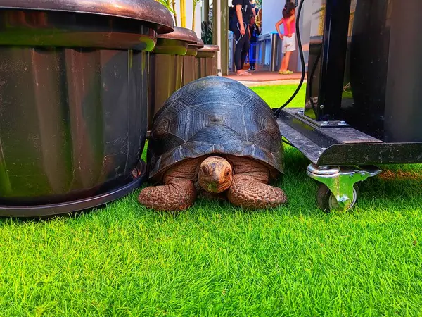 Jakarta şehir merkezindeki yeşil yapay çimlerde Aldabra dev kaplumbağası (Aldabrachelys gigantea).