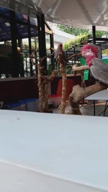 Galah (Eolophus roseicapilla) namı diğer pembe-gri kakadu veya tahta üzerine tünemiş gül göğüslü kakadu..