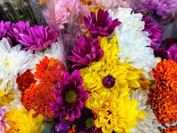 Kanlı renkli kasımpatılar, nam-ı diğer anneler veya kasımpatı çiçekleri pazarda satılıyor. Kasımpatı, Asteraceae familyasından bir çiçek bitkisidir..