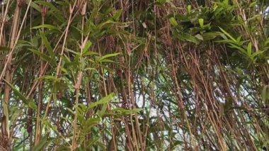 Yeşil çit ve canlı çitler için Bambusa çok katlı yeşillikleri kapatın. Çin 'e özgü bir bambu türü..