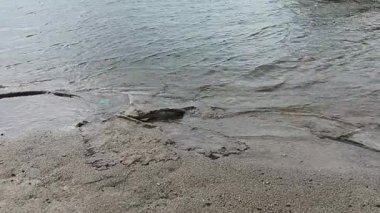 Kumsala akan deniz suyu görüntülerini kapatın. Arka plan için doğal plaj sahnesi.