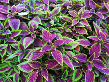 Güzel yeşillikler koyu mor ve yeşil Coleus scutellarioides veya boyalı ısırgan otu çiçekleri bahçede çiçek açar..