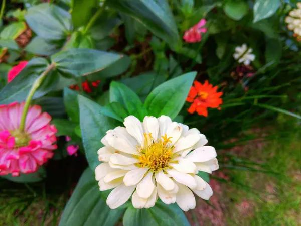 Güzel, beyaz bir Zinnia zarafetine yakın. Bilinen zinya da zarif bir zinnia çiçeği. Arka planda bulanıklık var..