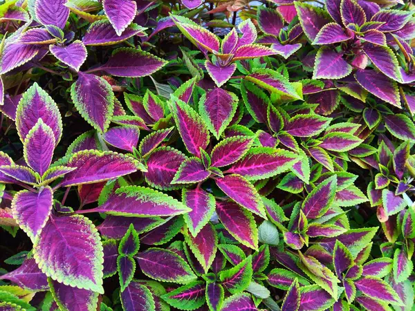 Güzel yeşillikler koyu mor ve yeşil Coleus scutellarioides veya boyalı ısırgan otu çiçekleri bahçede çiçek açar..