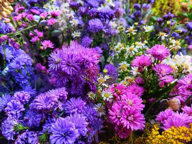 Aster amellus, Avrupa Michaemas papatyası, Bellis perennis namı diğer papatya, çim papatyası veya İngiliz papatyası ve Solidago gibi çeşitli çiçekler genellikle çiçekçide sergilenmek üzere altın çubuklar olarak bilinir..